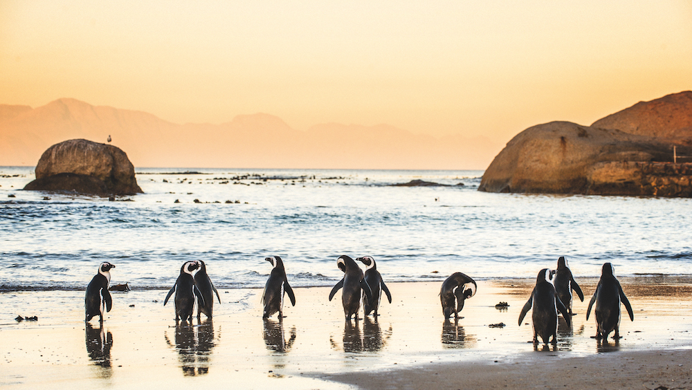 Cape Town penguins