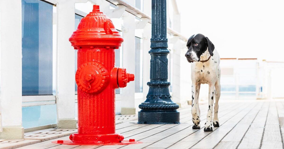 World of Cruising | Cunard’s Queen Mary 2 lets you bring your dogs ...