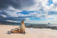Galapagos Islands Cruises