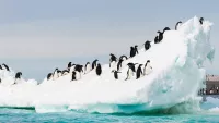 Antarctica Cruises