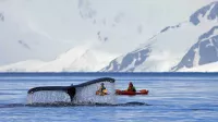 Whale antarctica