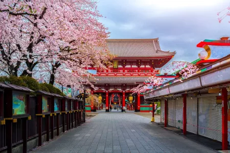 Japan Cherry Blossom with Shanghai