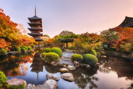 Japan Explorer Cherry Blossoms