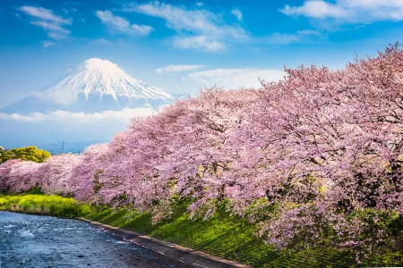 Japan Explorer Cherry Blossoms