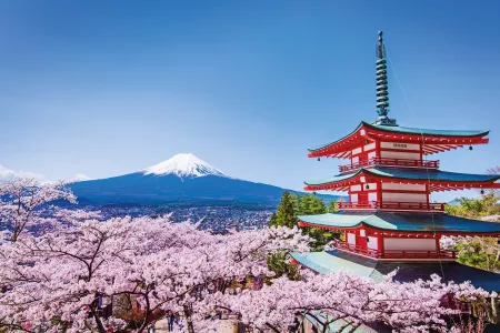 Japan Explorer Cherry Blossoms