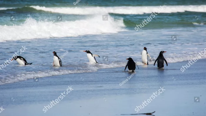 Port Stanley, Falkland Islands (Malvinas) image