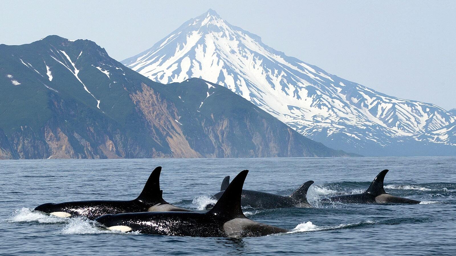 Tracy Arm, Alaska, Alaska image