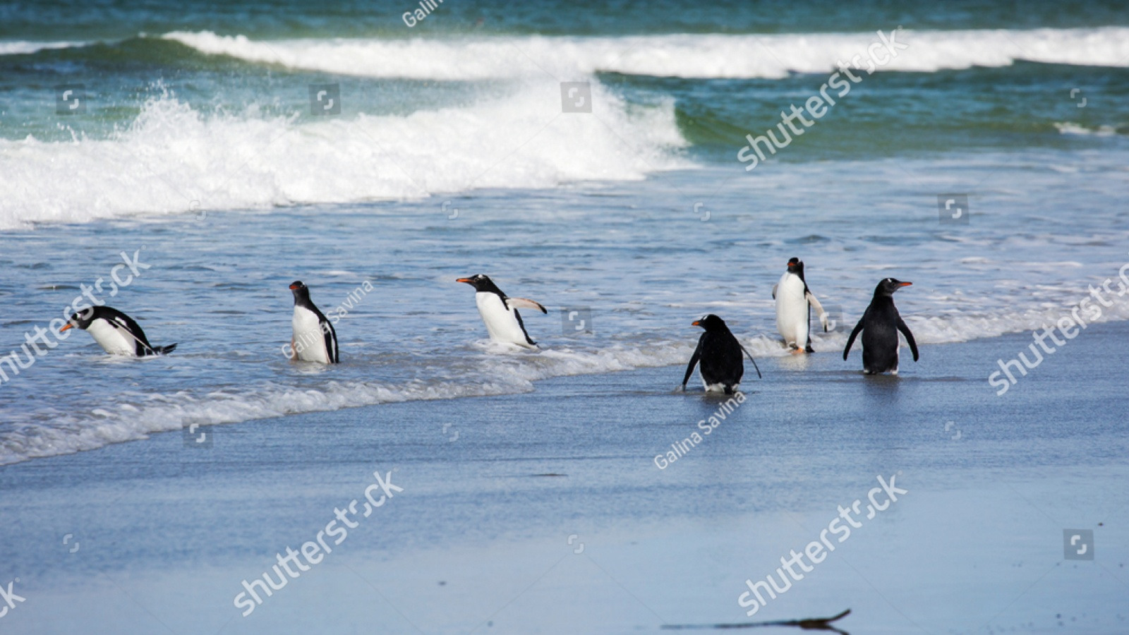 Cruising Paradise Bay, Antarctica image